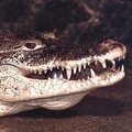 Hangrobbanástól gerjednek be a krokodilok